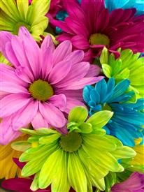 &quot;Flower Delivery Westchase Florida